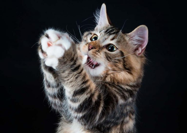 ¿Por qué se les dice "michi" a los gatos? - GUATEBELLAS.COM