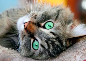 gato2